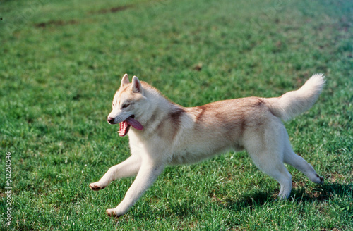 Siberian Husky on grass © SuperStock