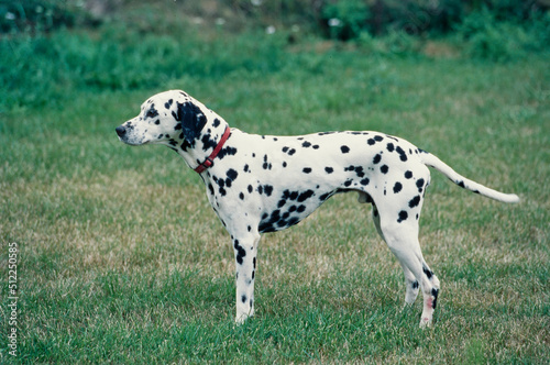 A Dalmatian in grass