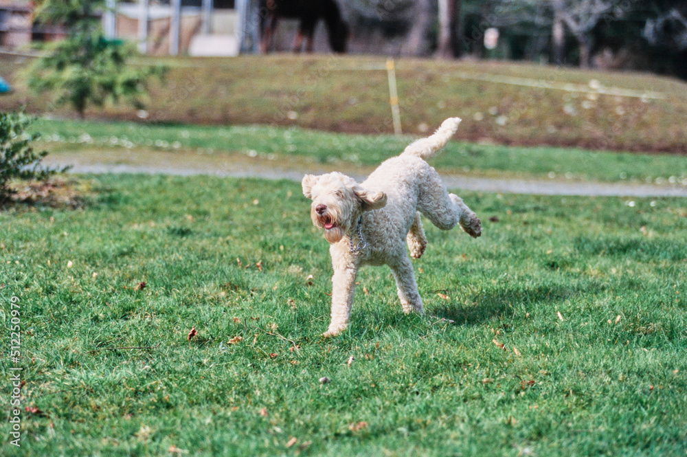 A Labradoodle on grass A Labradoodle on grass