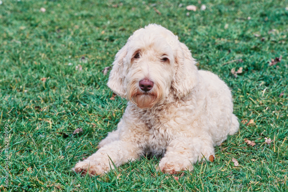 A Labradoodle on grass