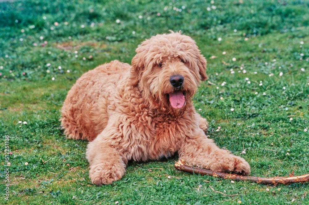 A Labradoodle on grass A Labradoodle on grass
