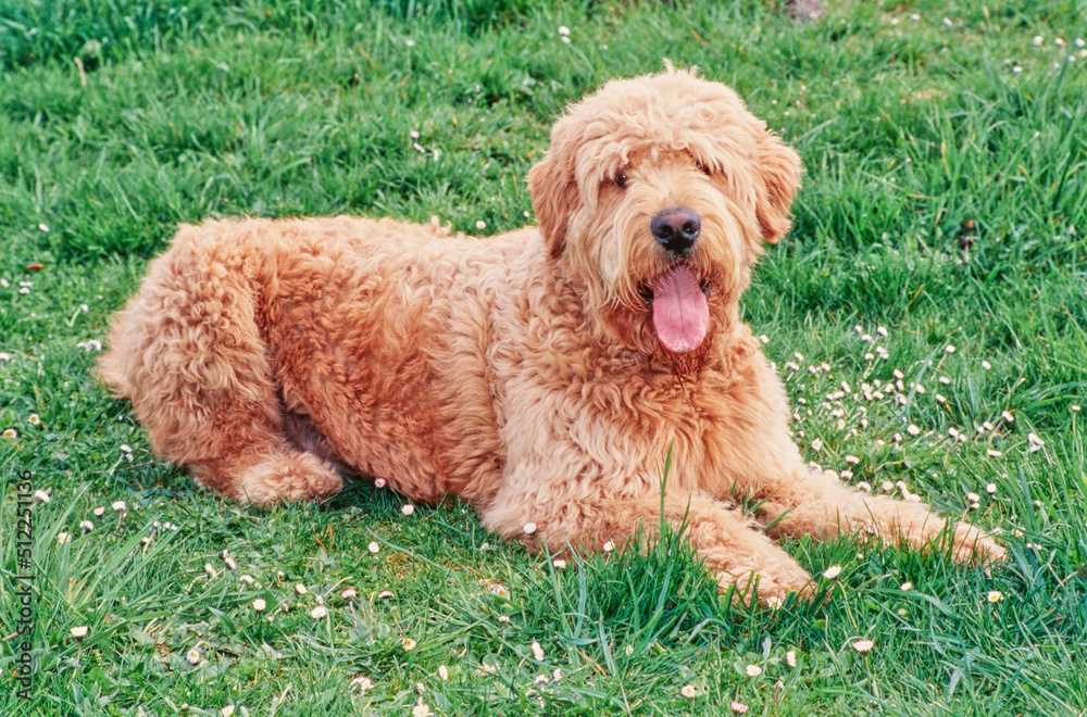 A Labradoodle on grass