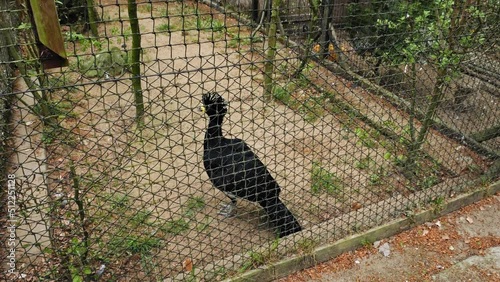 Yellow-knobbed Curassow Bird Inside The Captivity With Wire Mesh Fence. - close up photo