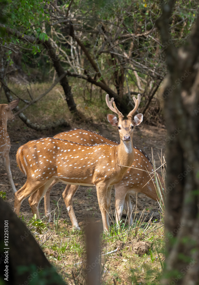 Alpha male of the Ceylon spotted deer herd on high alert. Yala national park. Alpha male of the Ceylon spotted deer herd on high alert. Yala national park.