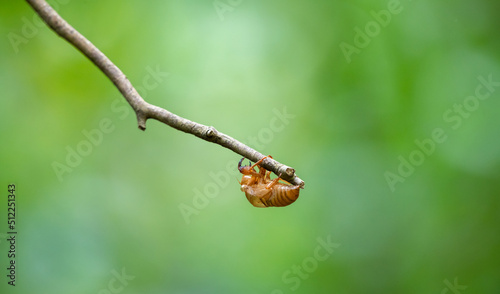 Empty Cicada exoskeleton shell hanging on a tree branch  isolated against green bokeh background 