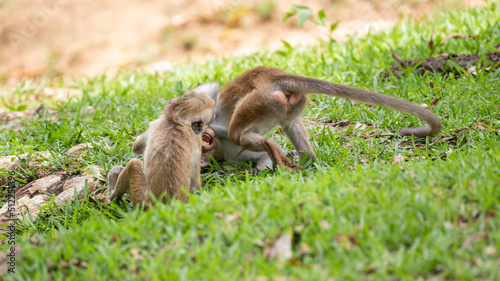 Young Toque macaque siblings play-fighting on the ground. Wrestle on the grass.