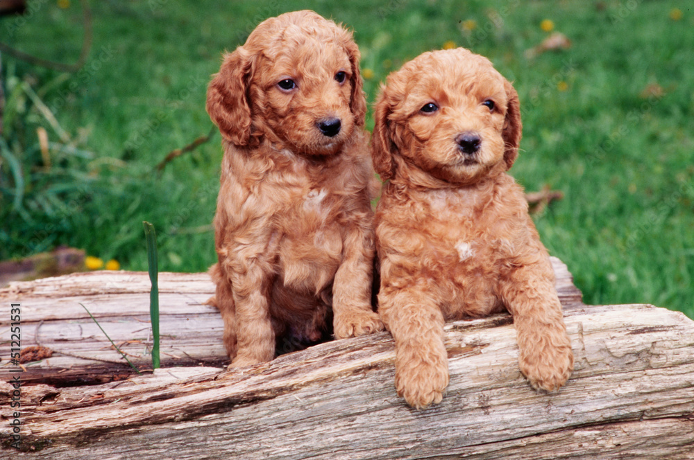 Two Labradoodle puppies on a log