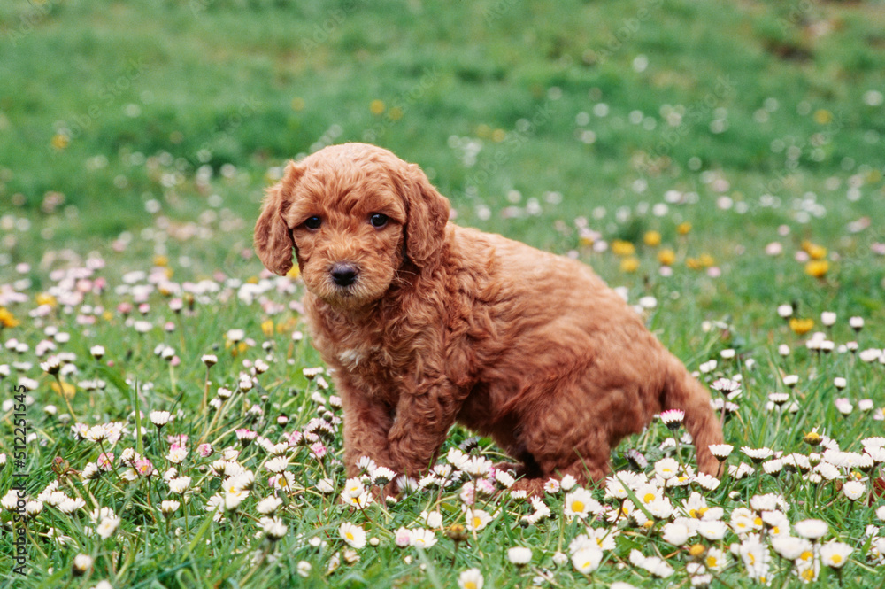 Fototapeta premium A Labradoodle puppy in grass