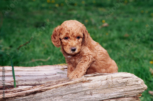 A Labradoodle puppy on a log