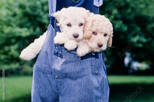 Two Labradoodle puppies in a pair of overalls photo