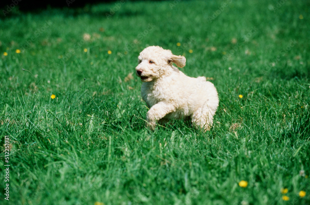 A Labradoodle puppy on grass