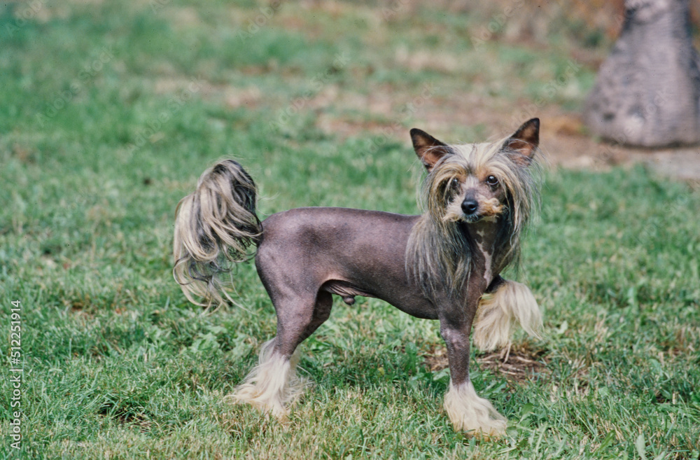 A Chinese crested hairless dog on grass