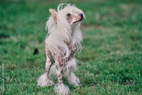 A Chinese crested hairless dog on grass