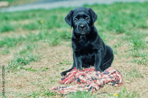 Black lab puppy in yard with rope toy