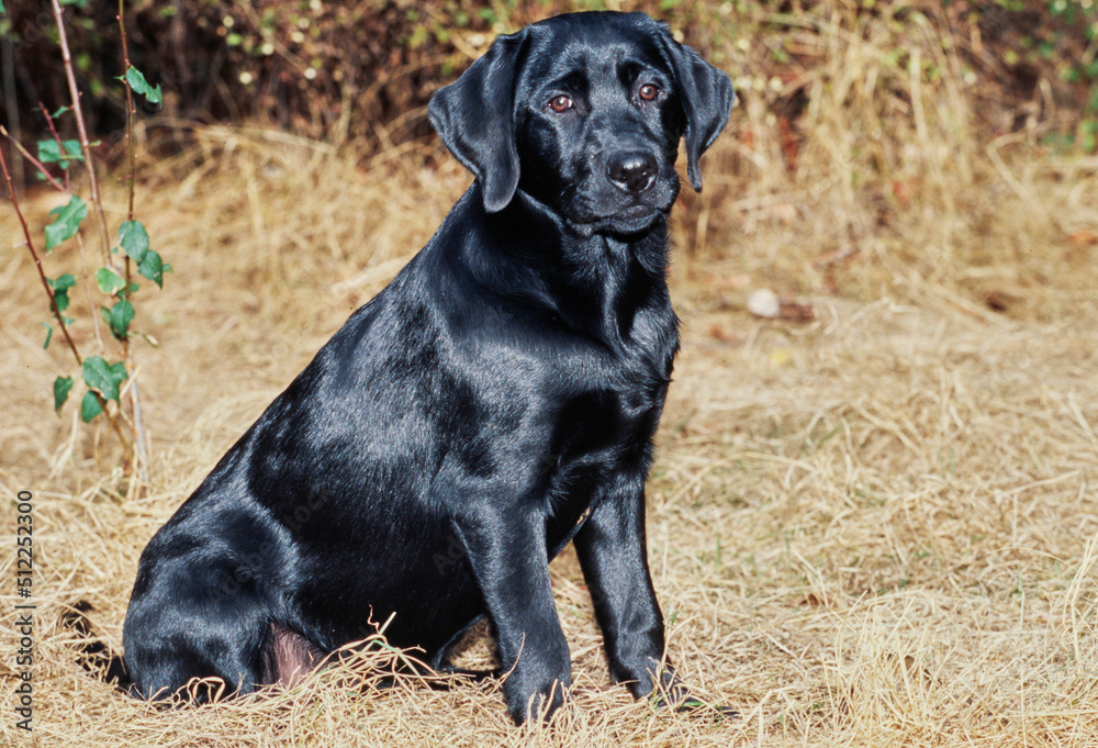 Young black lab sitting in yard Young black lab sitting in yard