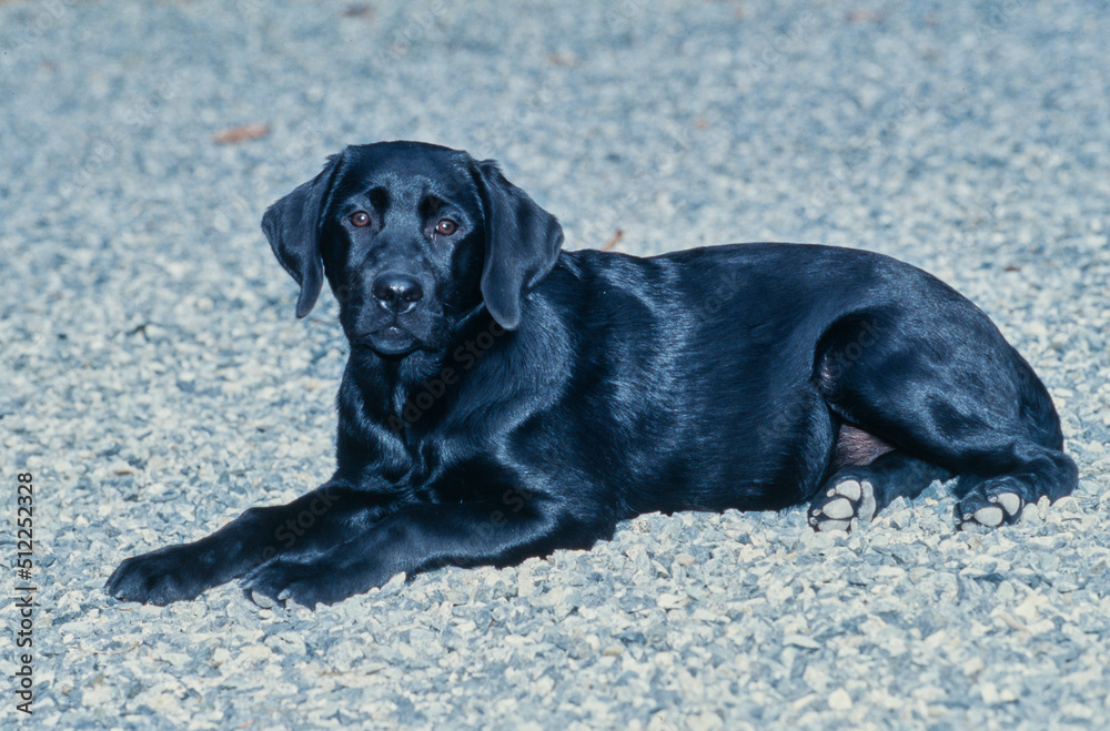 Young black lab laying on gravel Young black lab laying on gravel