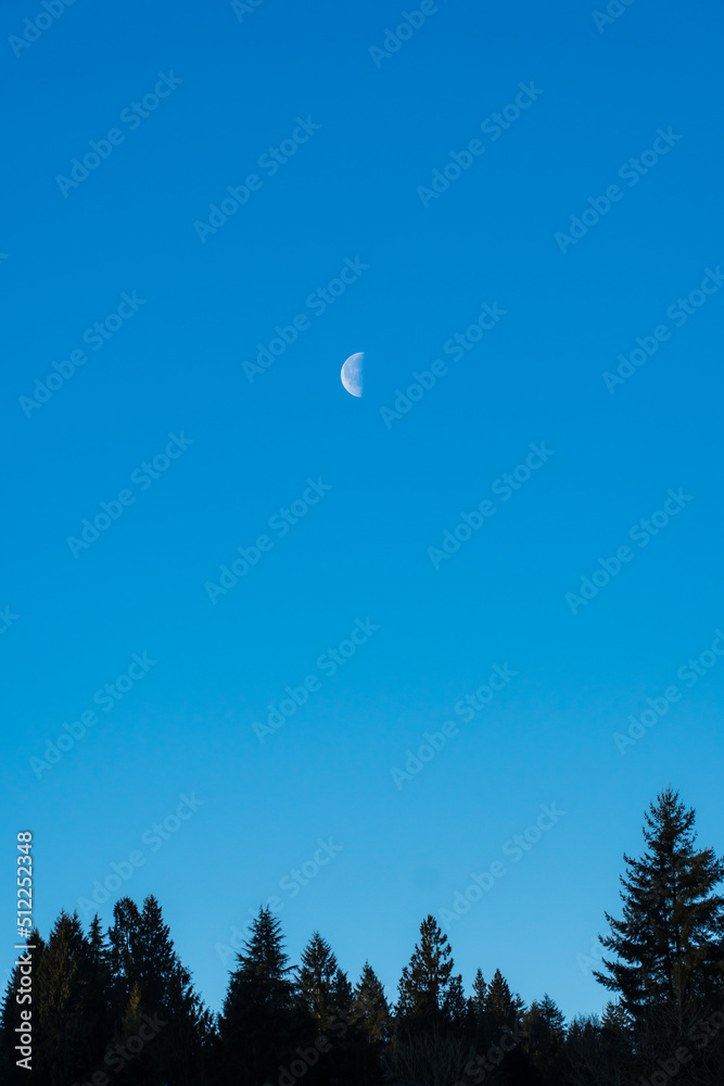 Obraz premium moon over the forest