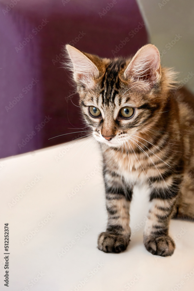 Domestic striped kitten sits on white table in dinning room. Adorable fluffy pet gets entertained at home closeup