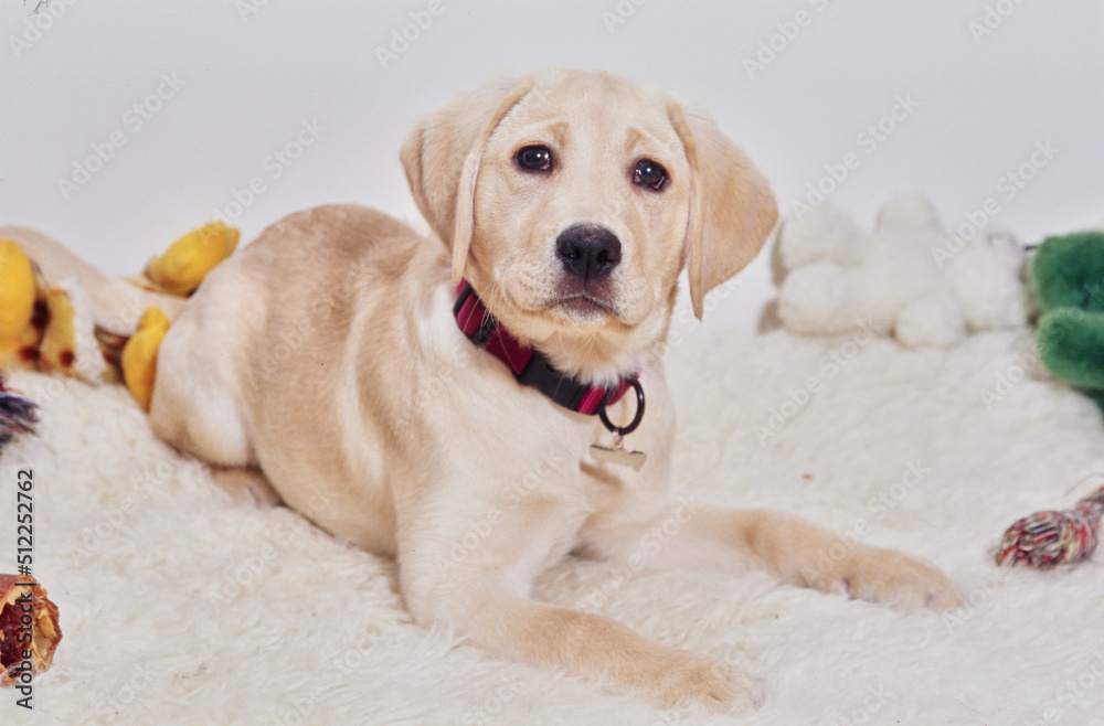 White lab puppy on beige blanket with toys White lab puppy on beige blanket with toys