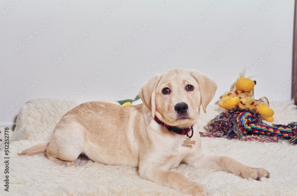 White lab puppy on beige blanket with toys White lab puppy on beige blanket with toys