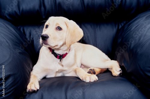 White lab puppy on black leather chair