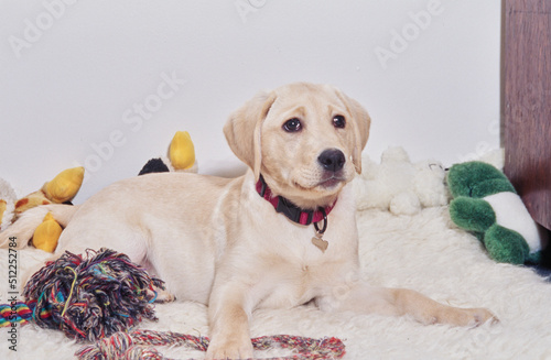 Fototapeta Naklejka Na Ścianę i Meble -  White lab puppy on beige blanket with toys