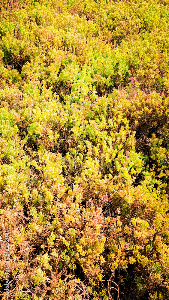 Fototapeta premium Beautiful sea plant