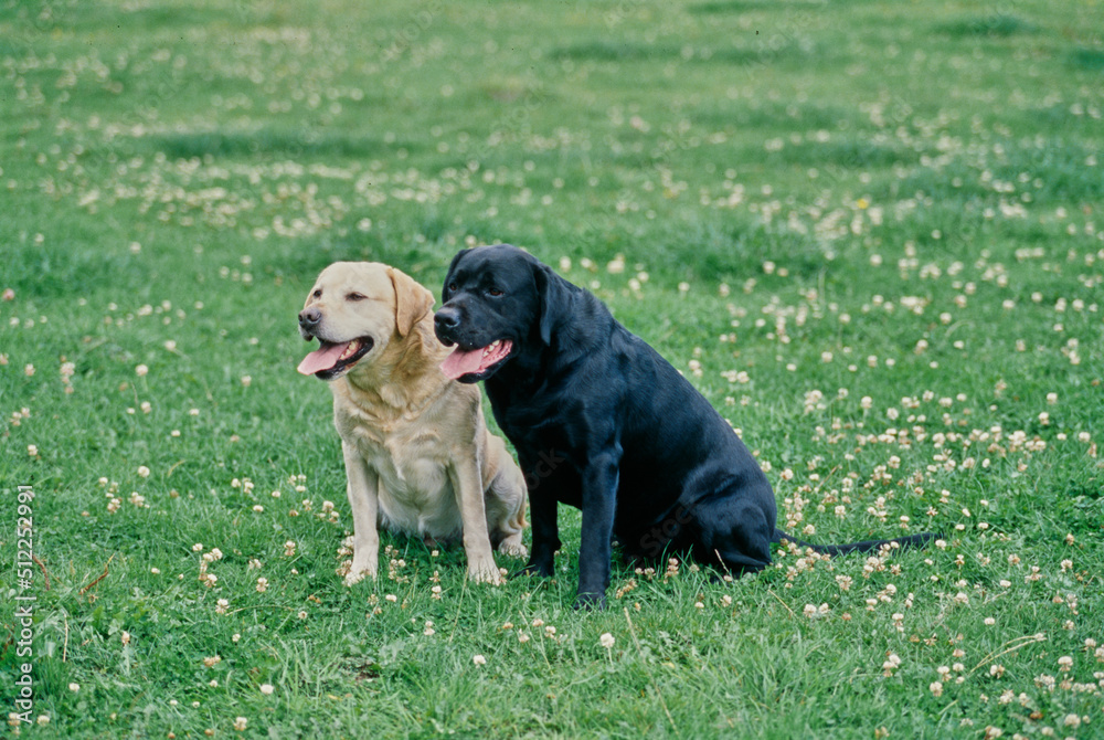 Yellow and black lab in grassy field