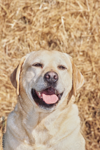 Yellow lab in front of golden grass