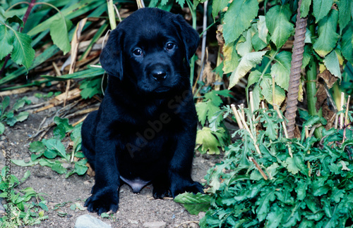 Black lab puppy sitting in garden