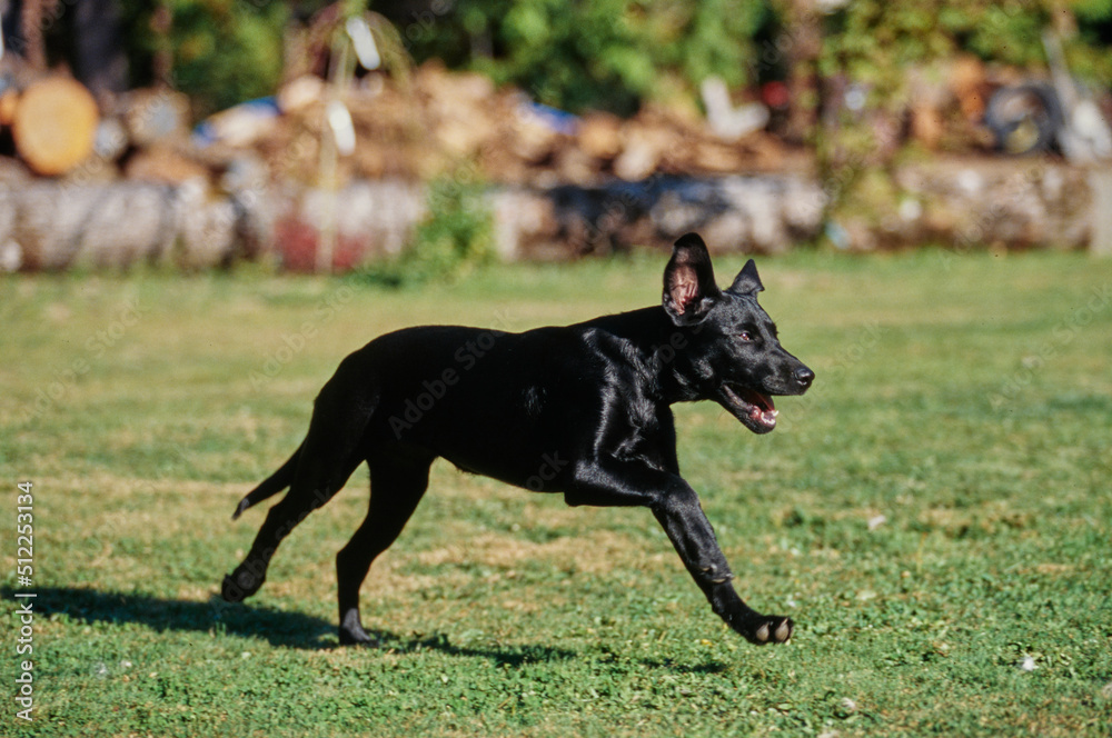 Young black lab running in grass Young black lab running in grass