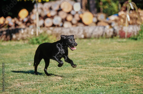 Young black lab running in grass