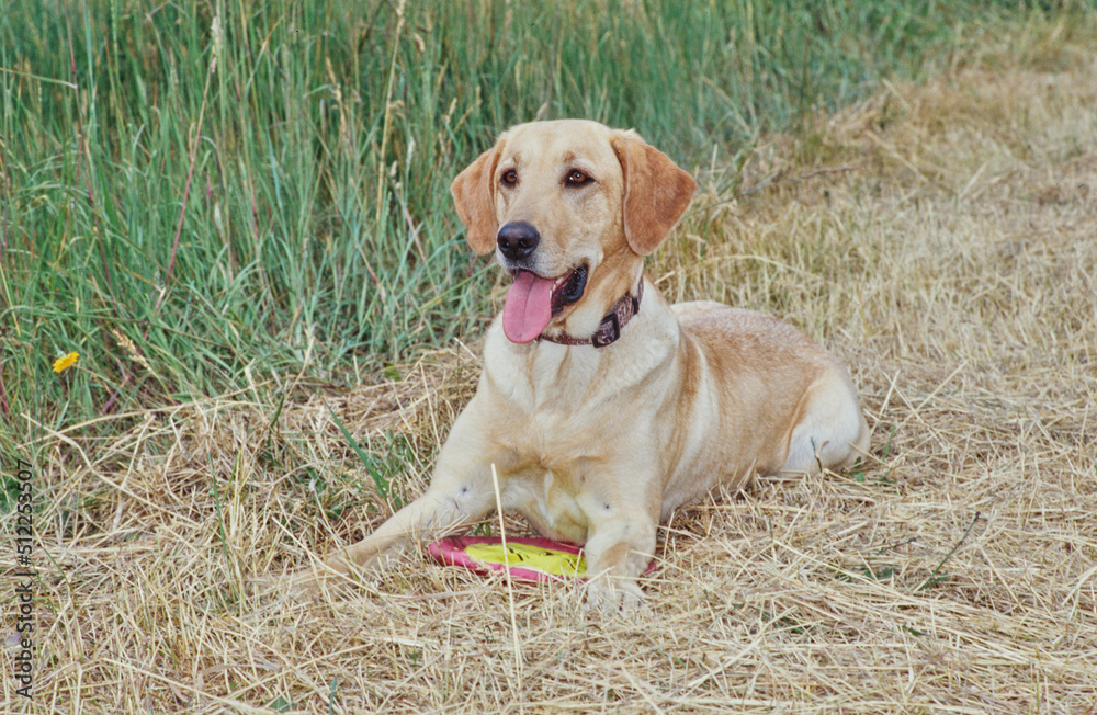 Yellow lab in grass with toy