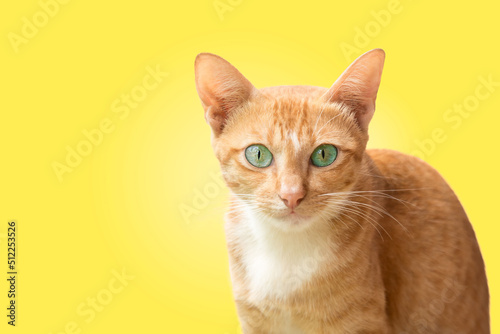 The cat sits calmly and looks confidently at the camera, cat isolated on a yellow background. Portrait of a pet. Animals children with interest, questions, facial expressions.
