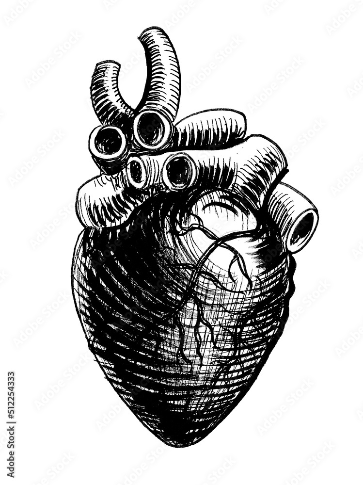 Human heart. Ink black and white drawing Stock Illustration | Adobe Stock