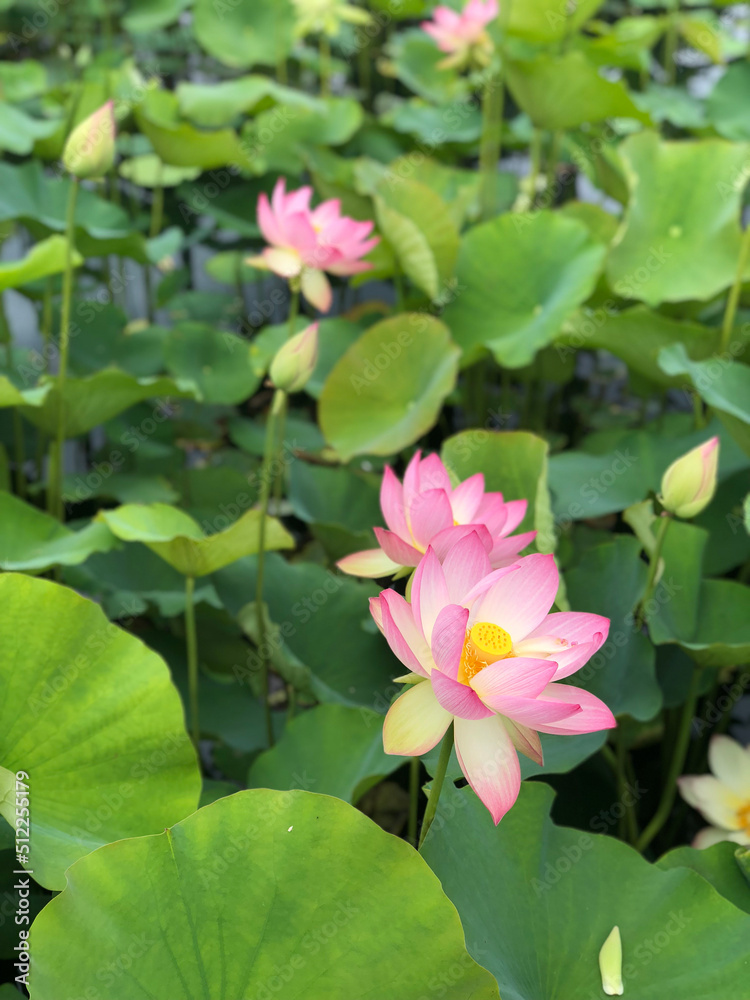 pink water lily