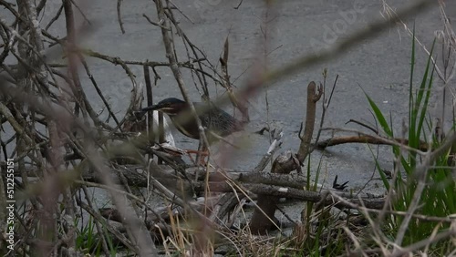 Birdwatching a green heron looking for food in Point Pelee National Park photo