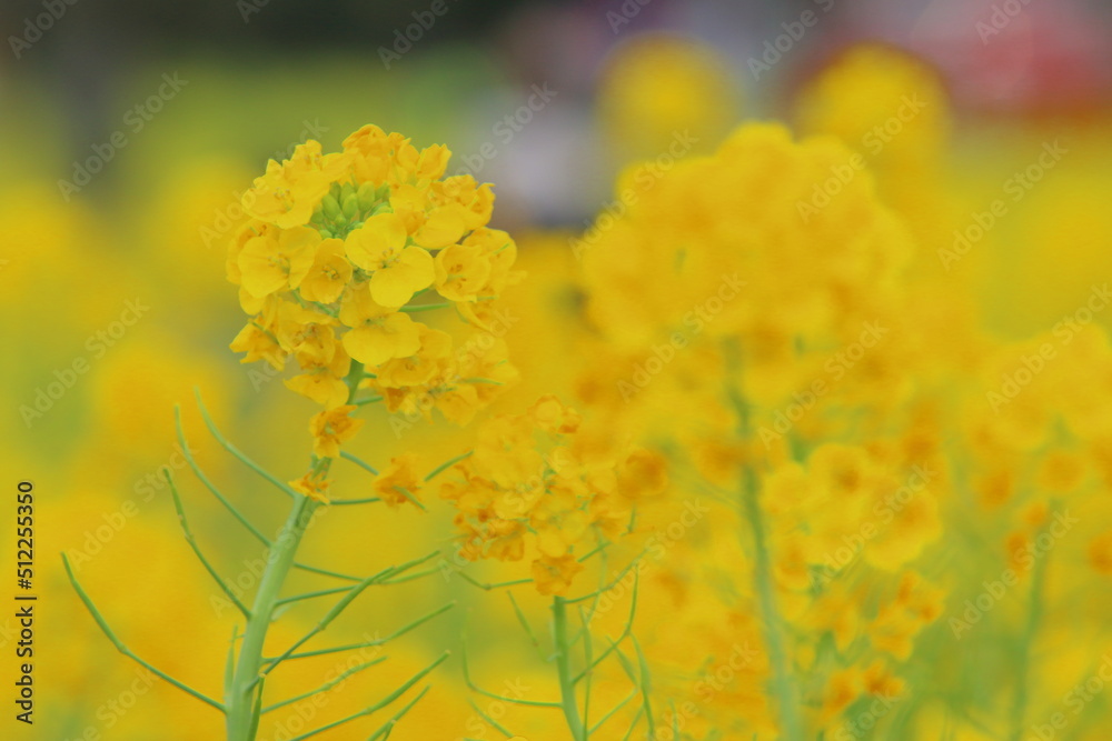 菜の花のアップ