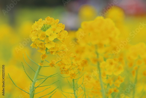 Obraz na płótnie 菜の花のアップ w salonie