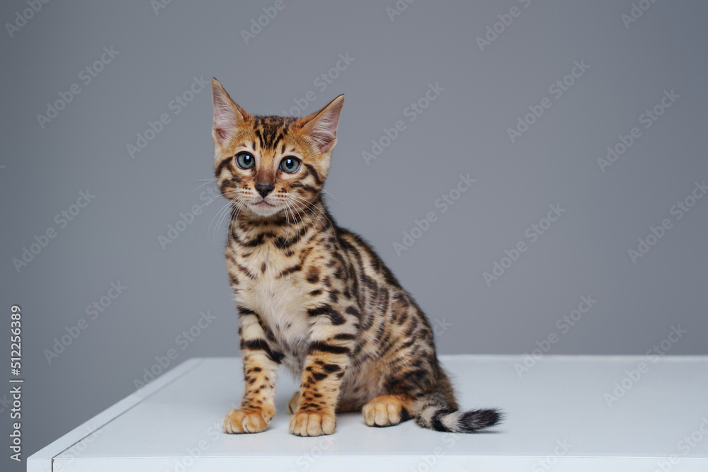 Portrait of little domestic cat bengal breed with leopard fur isolated on white background.