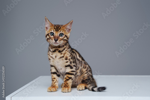 Portrait of little domestic cat bengal breed with leopard fur isolated on white background. © Fxquadro