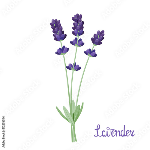 Lavender flowers on a white background. Cartoon design. 