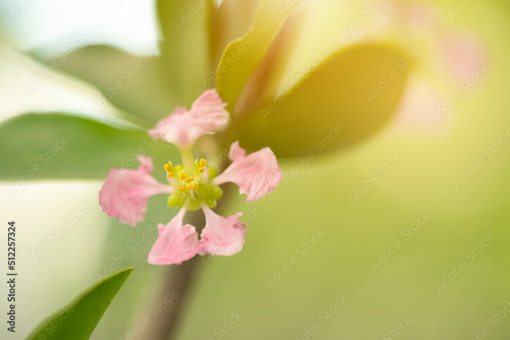 Flower of Acerola cherry tree in Thailand. Acerola cherry blossom trees, Select focus, soft focus. Flower of Acerola cherry tree in Thailand. Acerola cherry blossom trees, Select focus, soft focus.