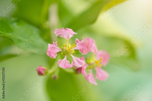 Flower of Acerola cherry tree in Thailand. Acerola cherry blossom trees, Select  focus, soft focus.