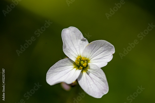 Cardamine pratensis growing in meadow, close up 