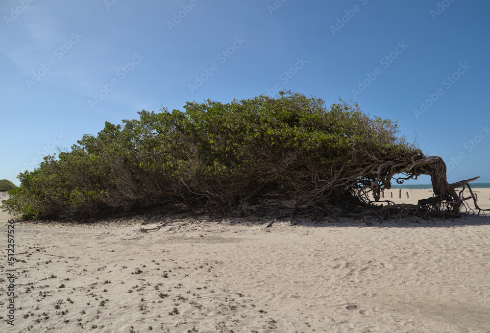 tree on the beach