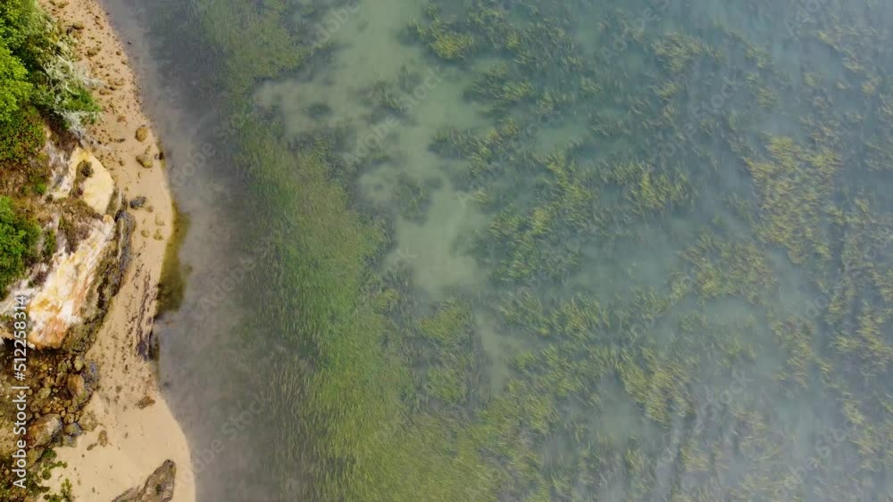 Tilt Up Shot Of Crystal Clear Sea Full Of Aquatic Green Herbs, California Tilt Up Shot Of Crystal Clear Sea Full Of Aquatic Green Herbs, California