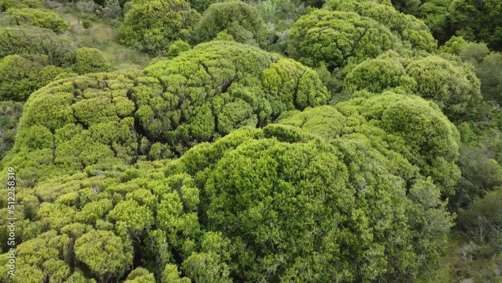 Aerial Top View Of Summer Green Trees In Wild Forest, California Aerial Top View Of Summer Green Trees In Wild Forest, California
