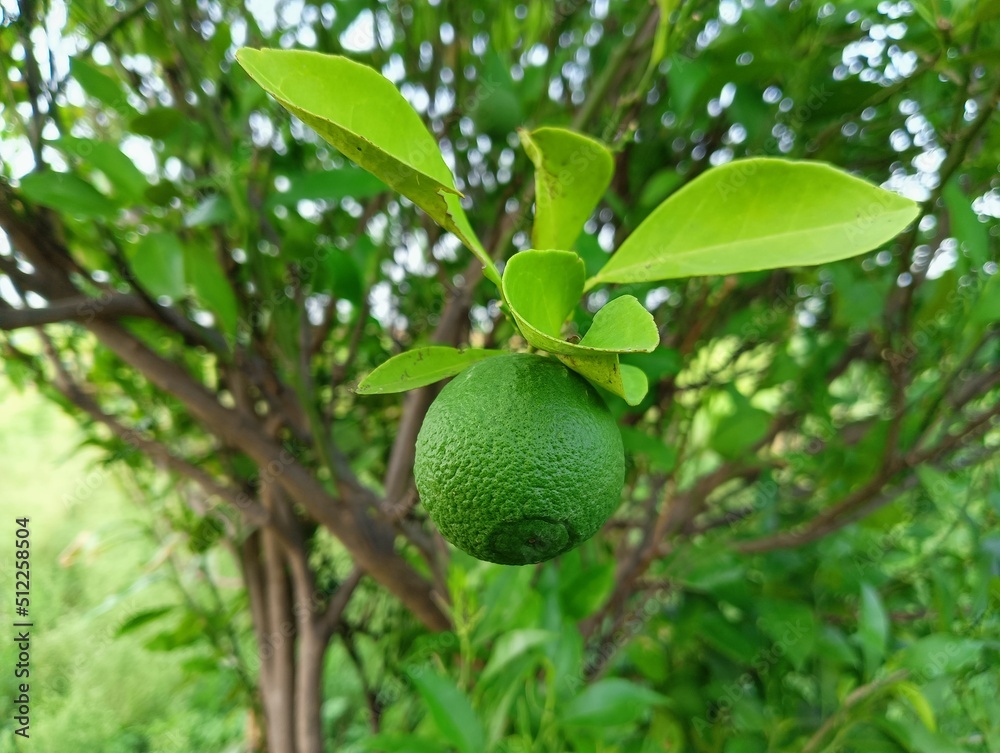 lime on tree lime on tree