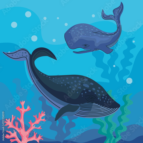 two whales swiming animals